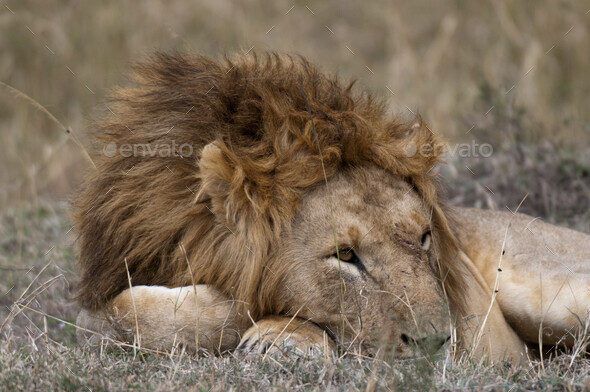 A lion resting in the savannah